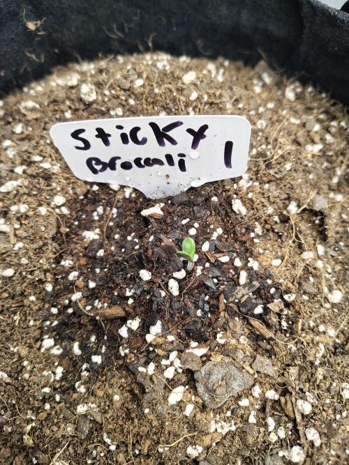 Sticky Broccoli. Week 1