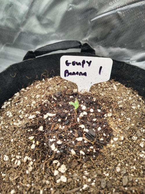 Goupy Banana. Week 1