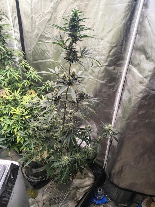 Sunset Sherbet. Week 9