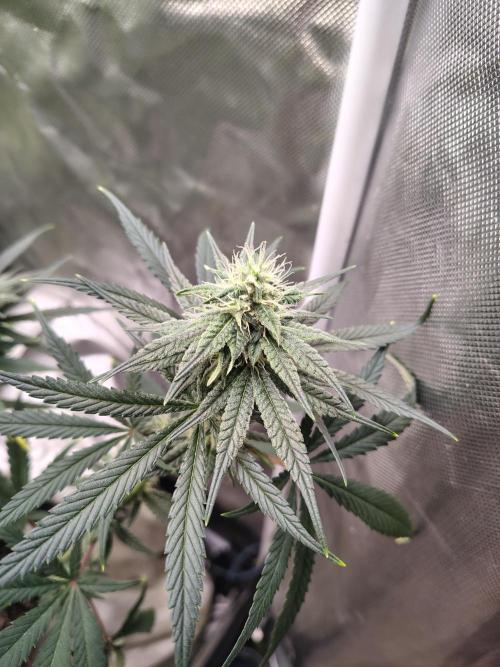 Sunset Sherbet. Week 9