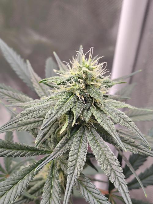 Sunset Sherbet. Week 9