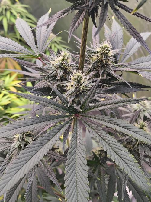 Sunset Sherbet. Week 9