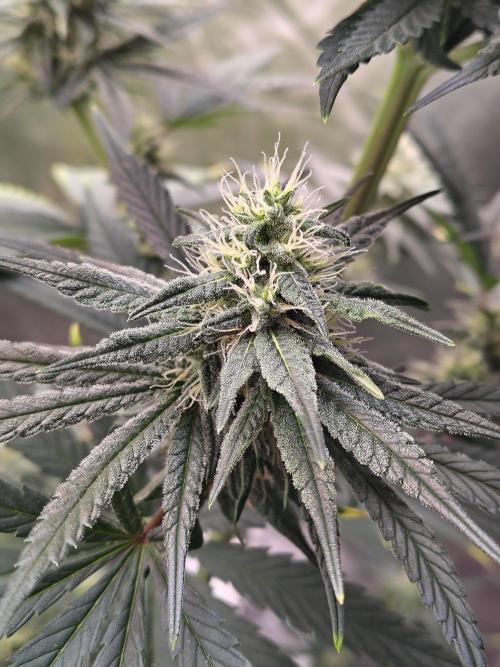 Sunset Sherbet. Week 9