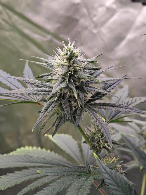 Sunset Sherbet. Week 9