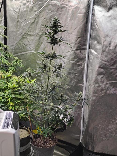 Sunset Sherbet. Week 9