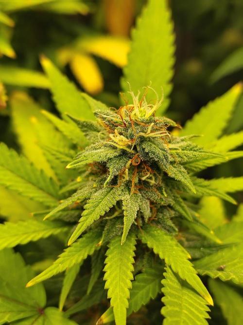 Alien Moonrocks. Week 15