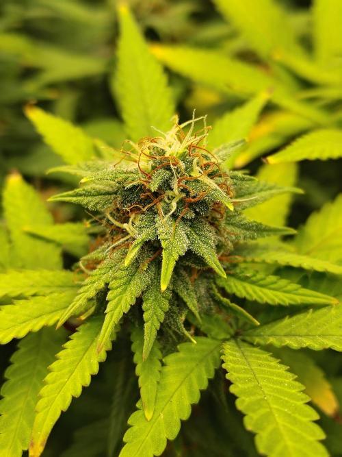 Alien Moonrocks. Week 15