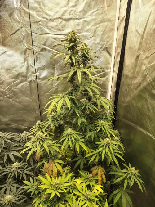 Blueberry Swirl. Week 16