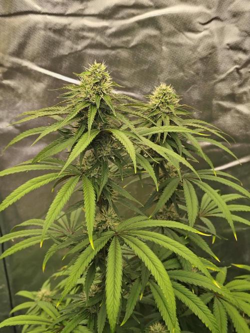 Blueberry Swirl. Week 16