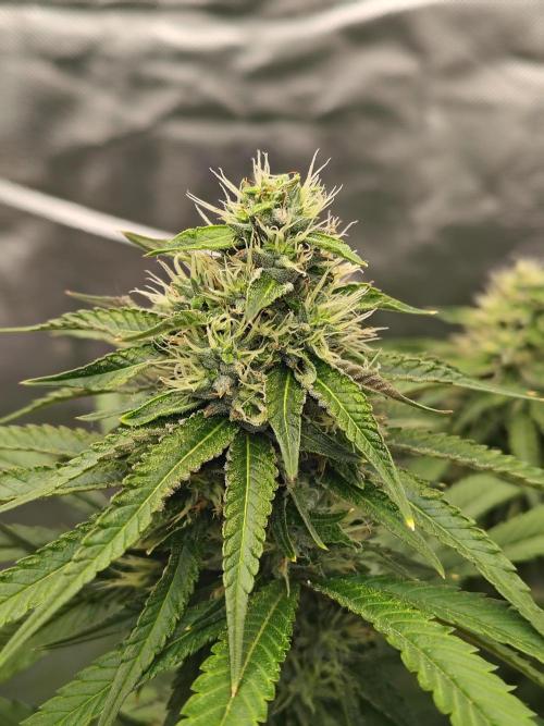 Blueberry Swirl. Week 16