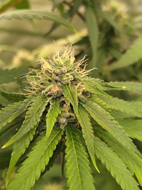 Blueberry Swirl. Week 16