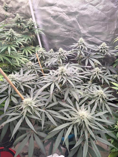 Sewer Fruit. Week 10