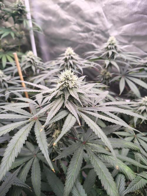 Sewer Fruit. Week 10