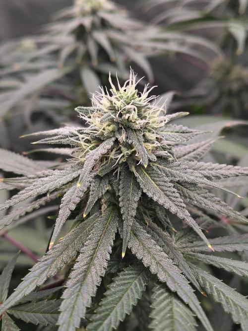 Sewer Fruit. Week 10