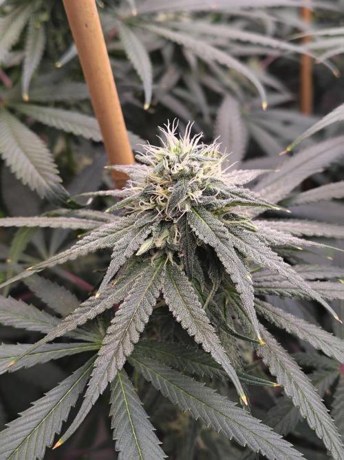 Sewer Fruit. Week 10