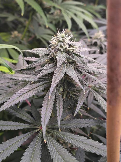 Sewer Fruit. Week 10