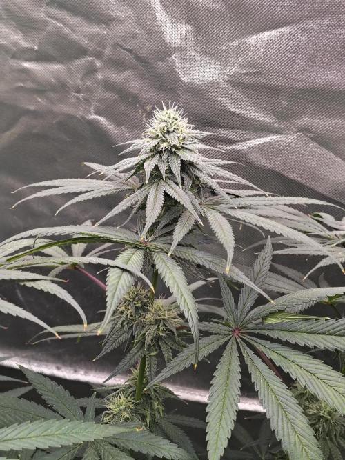 Sewer Fruit. Week 10