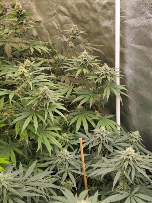 Sewer Fruit. Week 10