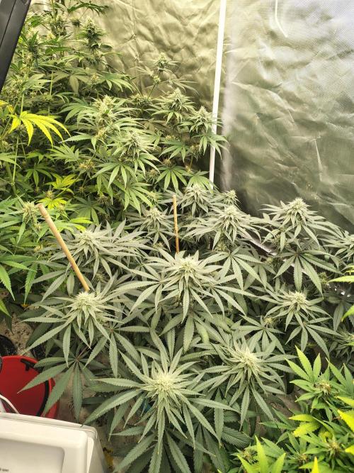 Sewer Fruit. Week 10