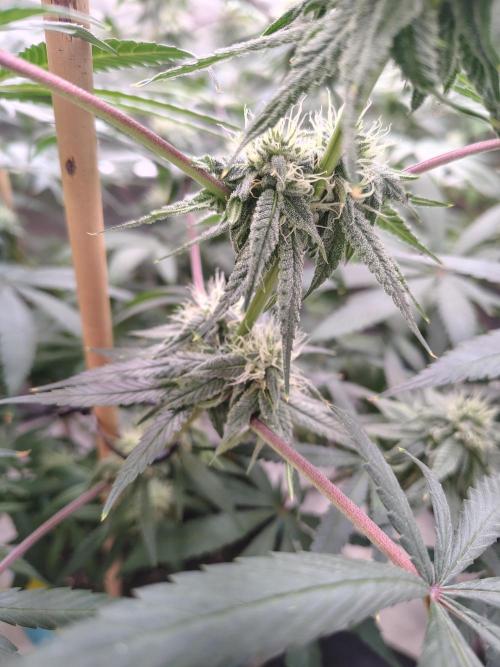 Sewer Fruit. Week 10