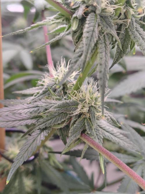 Sewer Fruit. Week 10