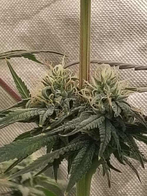 Sewer Fruit. Week 10