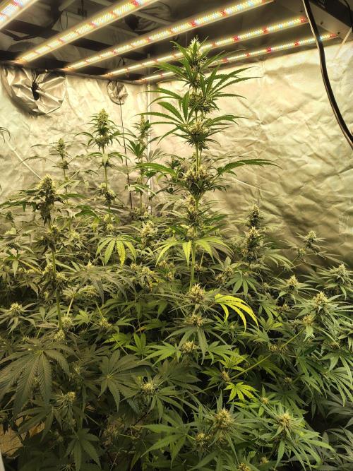 Sunset Sherbet Go Fast. Week 9