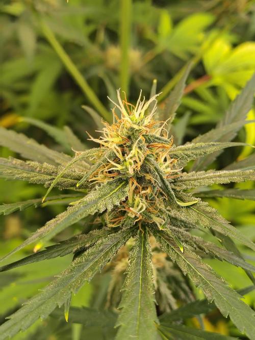 Sunset Sherbet Go Fast. Week 9