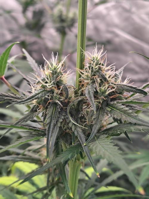 Sunset Sherbet Go Fast. Week 9