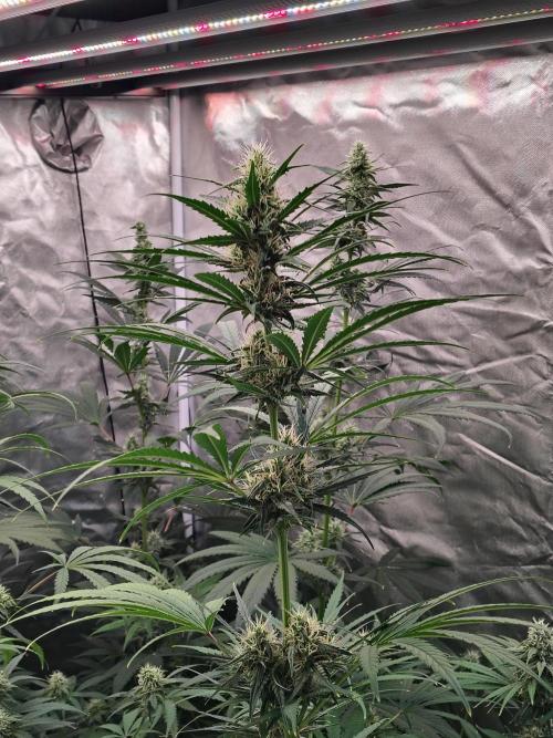 Sunset Sherbet Go Fast. Week 9