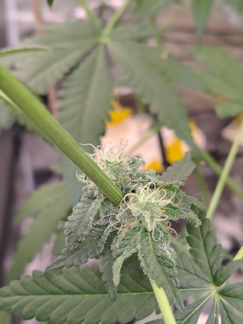 Mango Sherb S1. Week 9