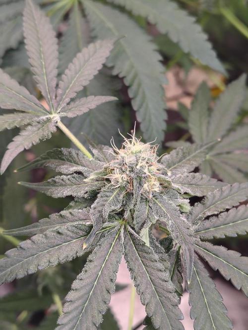 Mango Sherb S1. Week 9