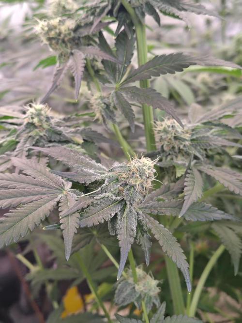 Mango Sherb S1. Week 9