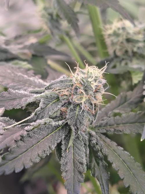 Mango Sherb S1. Week 9