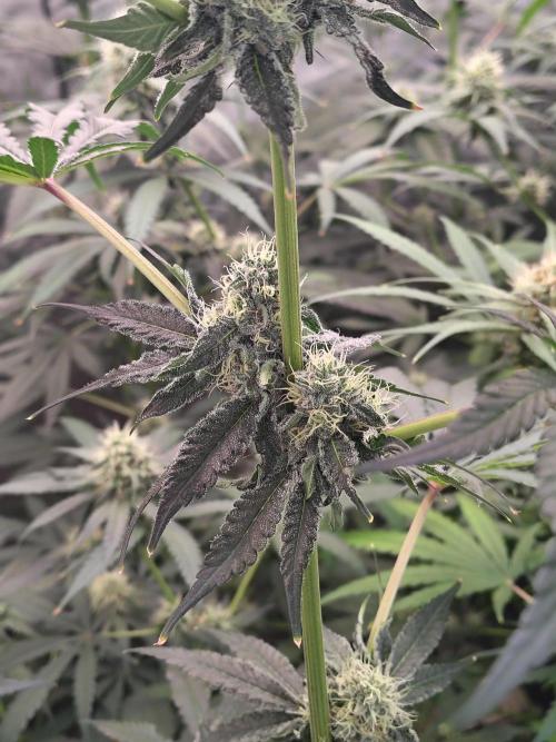 Mango Sherb S1. Week 9