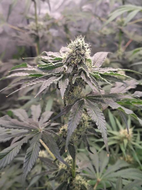 Mango Sherb S1. Week 9