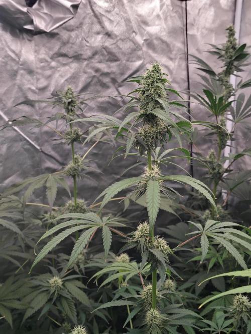 Mango Sherb S1. Week 9