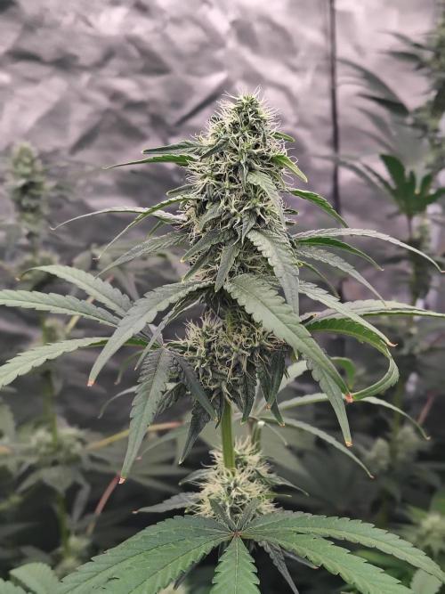 Mango Sherb S1. Week 9