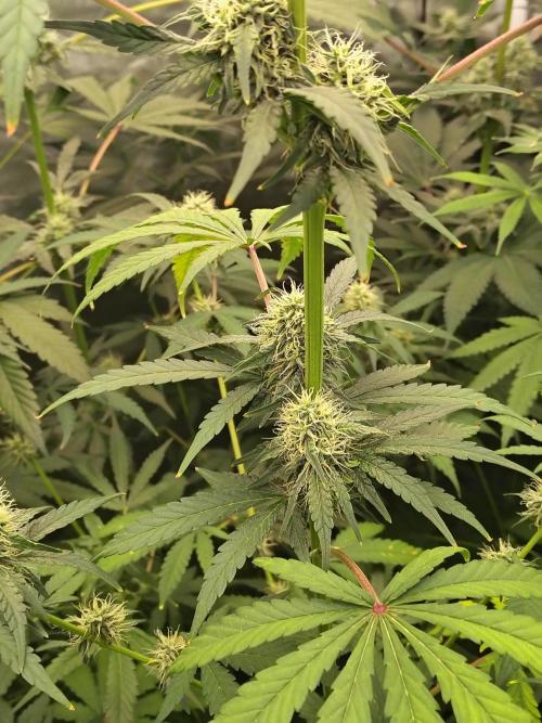 Mango Sherb S1. Week 9