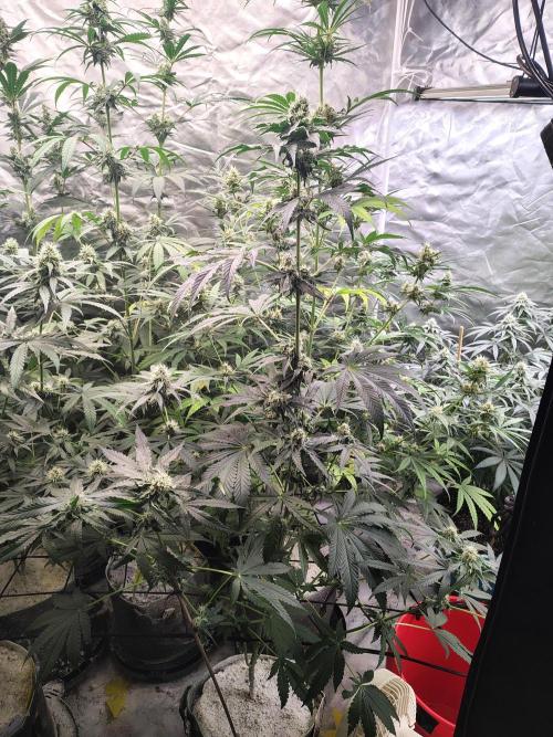 Mango Sherb S1. Week 9