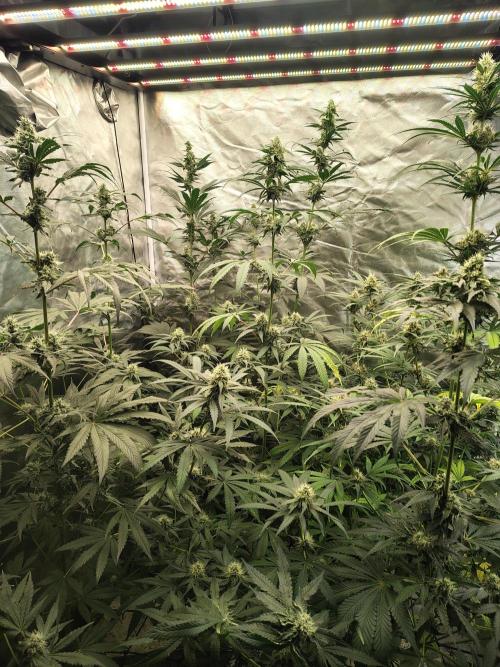 Mango Sherb S1. Week 9