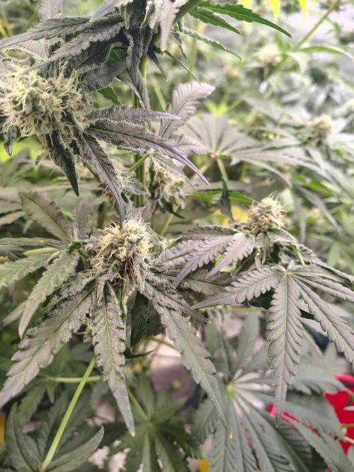 Mango Sherb S1. Week 9