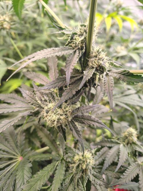 Mango Sherb S1. Week 9