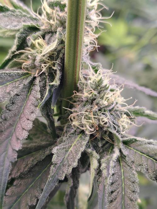 Mango Sherb S1. Week 9