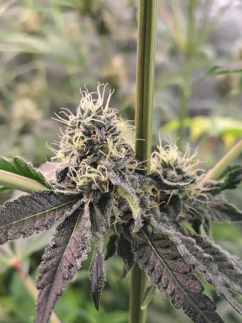 Mango Sherb S1. Week 9