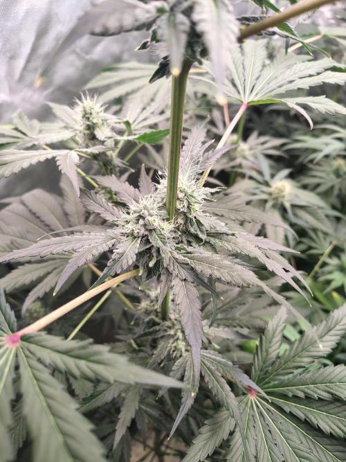 RS11 (Rainbow Sherbet). Week 9