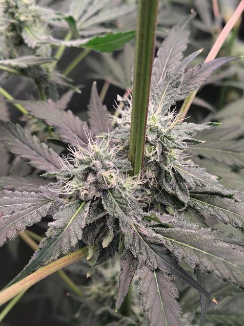 RS11 (Rainbow Sherbet). Week 9