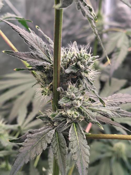 RS11 (Rainbow Sherbet). Week 9