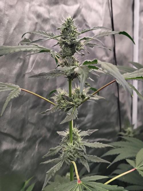 RS11 (Rainbow Sherbet). Week 9