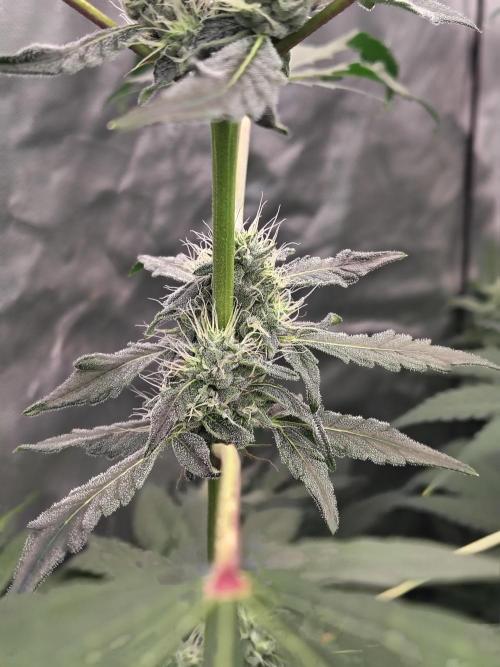 RS11 (Rainbow Sherbet). Week 9